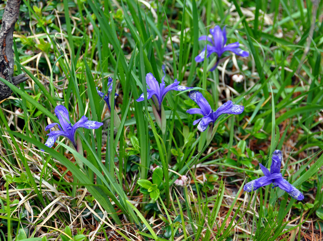 Image of Iris ruthenica specimen.