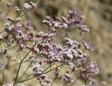 Limonium ferganense. Соцветие с бутонами, цветками и завязавшимися плодами. Кыргызстан, Ошская обл., Карасуйский р-н, окр. аила Ак-Терек, между г. Ош и пос. Ноокат; Юго-Западный Тянь-Шань, Ферганская долина, сыртовая равнина на северном шлейфе Алайского хребта в междуречье Аравана и Ак-Бууры, перевал Дозгундован; подгорная пустыня на бедлендах, обнажение светлых гипсоносных пестроцветов, выс. 1400 м н.у.м. 20 августа 2018 г.