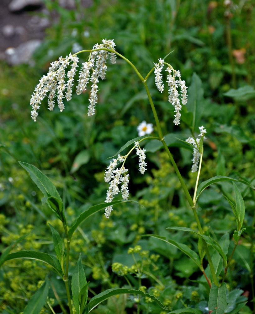 Изображение особи Aconogonon alpinum.