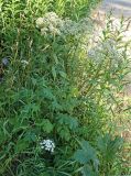 Valeriana officinalis