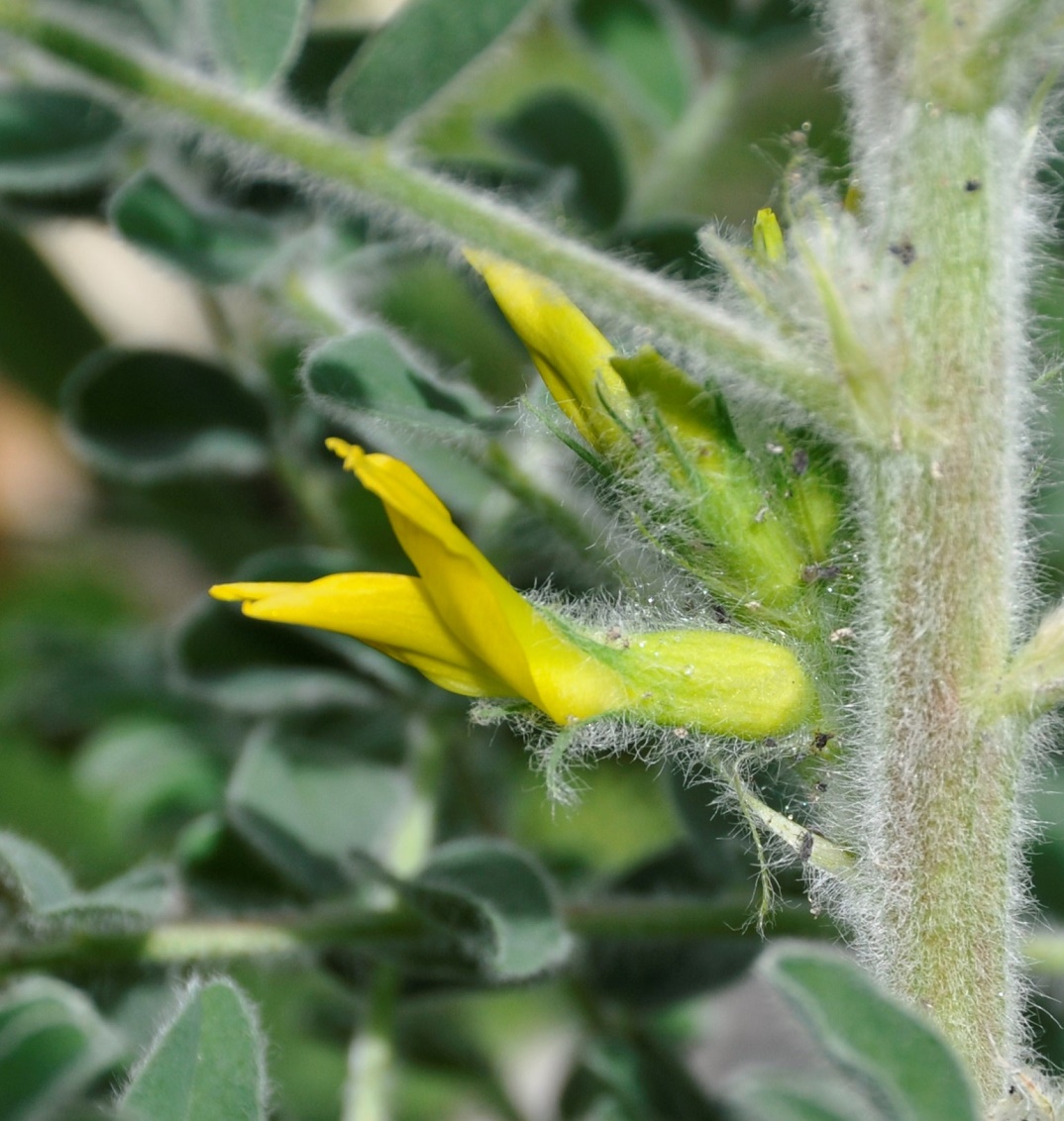 Изображение особи Astragalus macrocarpus ssp. lefkarensis.