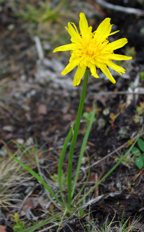 Image of Scorzonera radiata specimen.