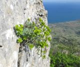 Euphorbia petrophila. Цветущее растение. ЮВ Крым, горный массив Эчки-Даг, гора Делямет-Кая, отвесная скала. 13 мая 2019 г.