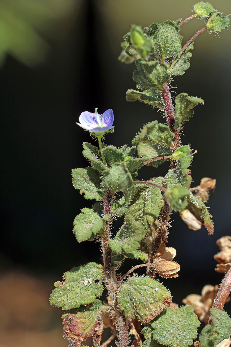 Image of Veronica persica specimen.