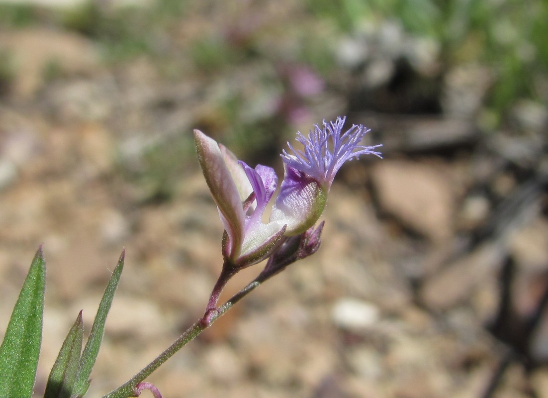 Image of Polygala sosnowskyi specimen.