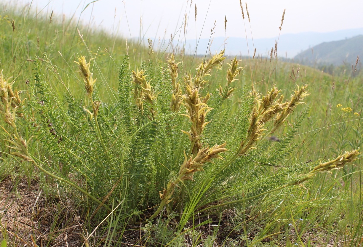 Изображение особи Oxytropis muricata.