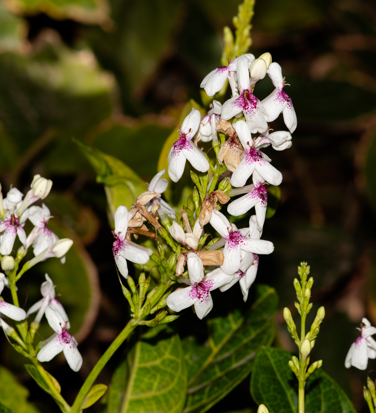 Image of Pseuderanthemum carruthersii specimen.