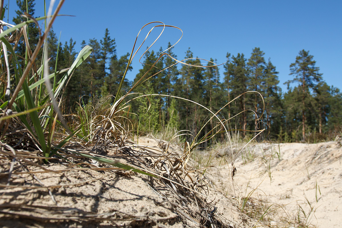 Image of Carex arenaria specimen.