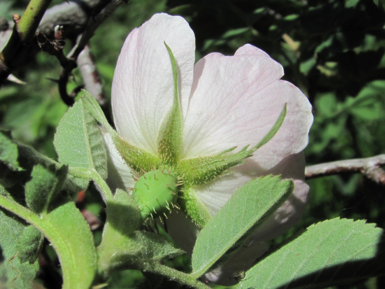 Image of genus Rosa specimen.