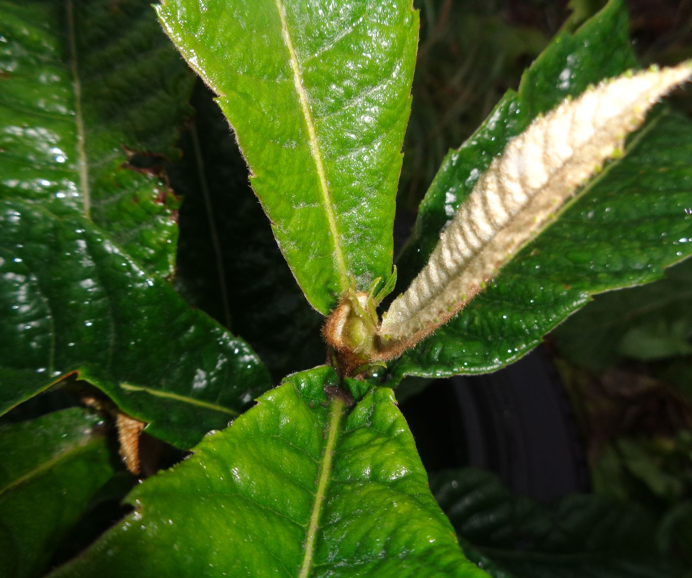 Image of Eriobotrya japonica specimen.