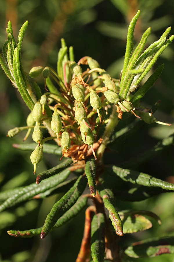 Image of Ledum palustre specimen.