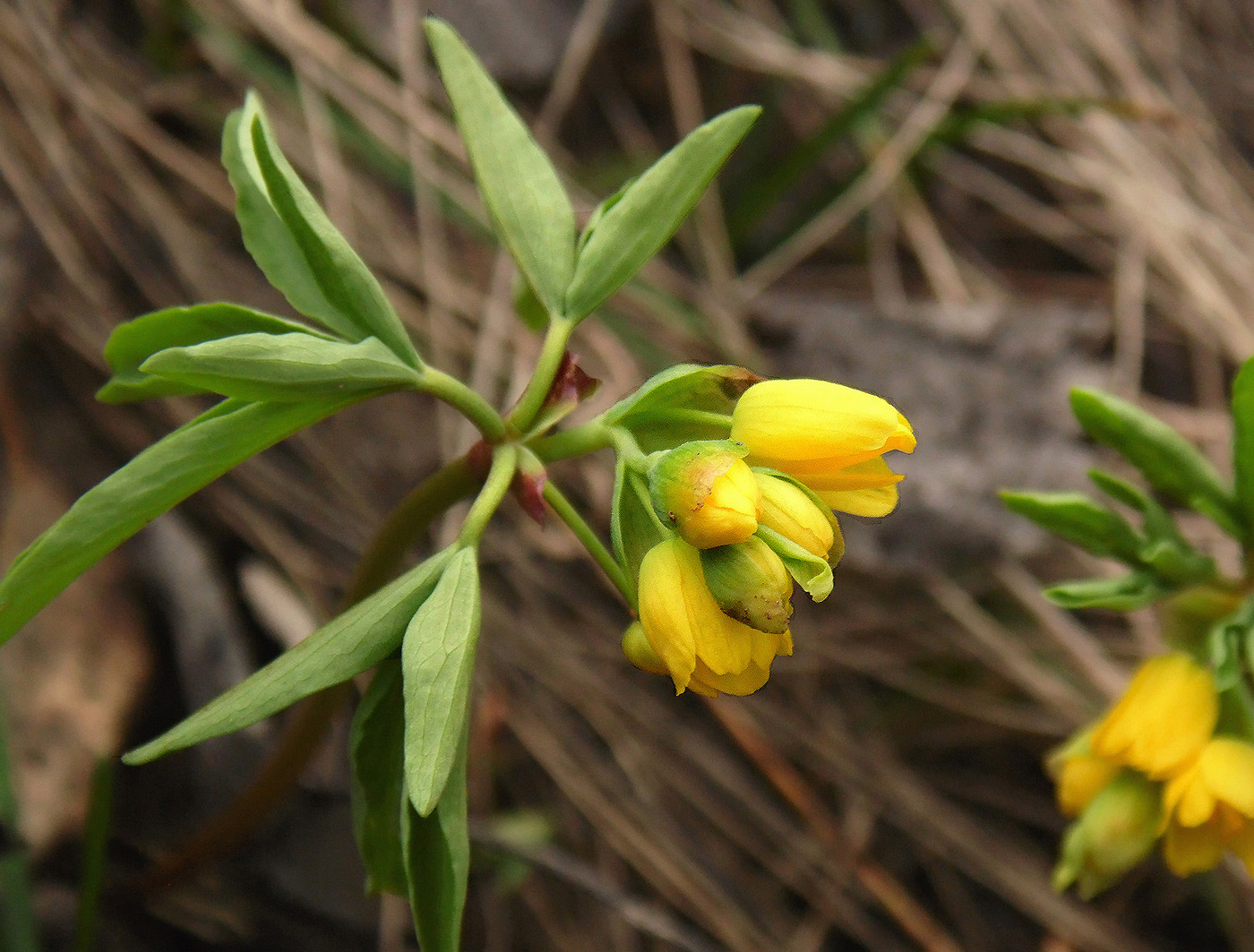 Изображение особи Gymnospermium odessanum.