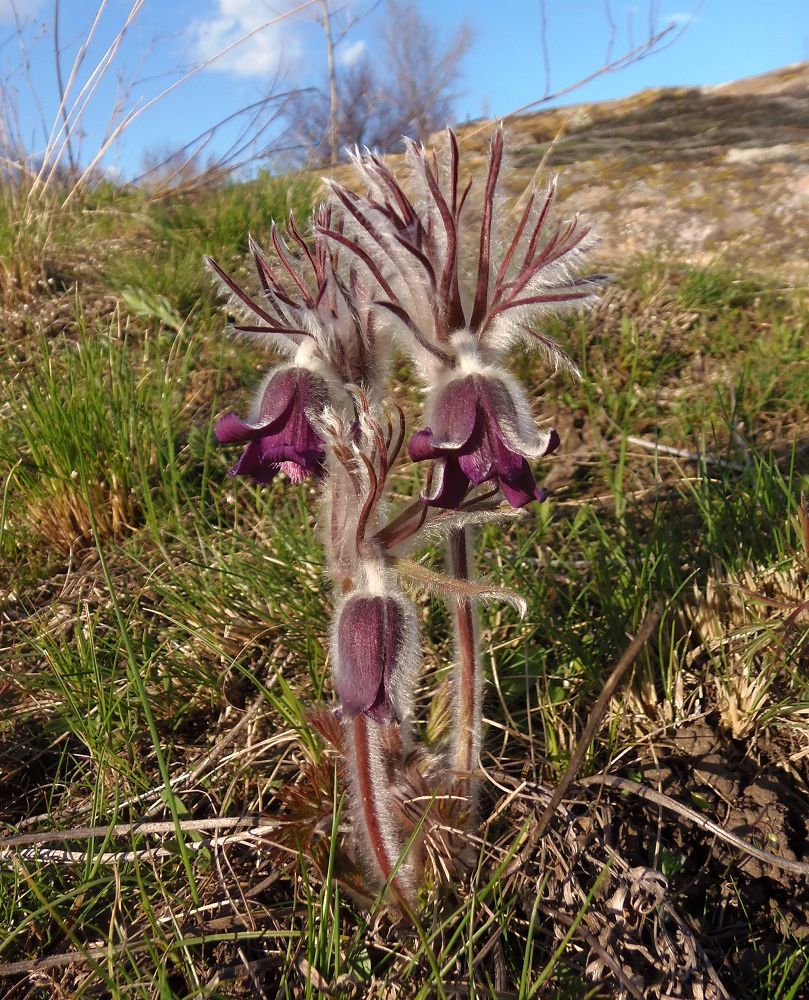 Image of Pulsatilla bohemica specimen.