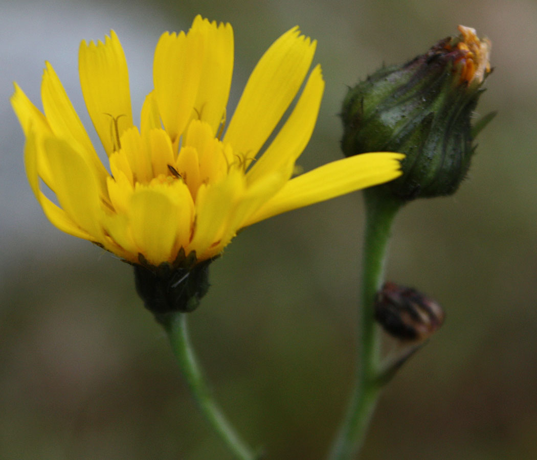 Изображение особи Hieracium dolabratum.