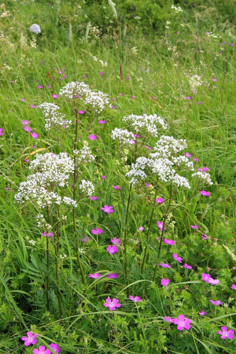 Image of genus Valeriana specimen.