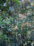 Bejaria aestuans. Часть кроны отцветающего растения с завязавшимися плодами. Перу, окр. Мачу-Пикчу, около 2000 м н.у.м., на каменистой осыпи. Август 2008 г.