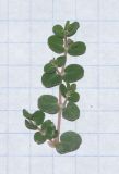 Euphorbia inaequilatera
