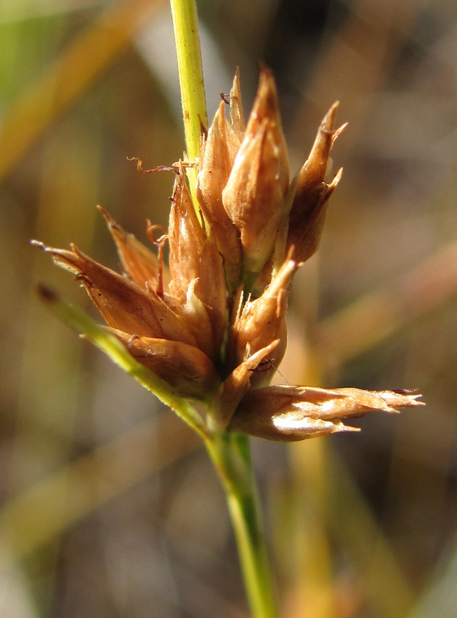 Image of Rhynchospora alba specimen.