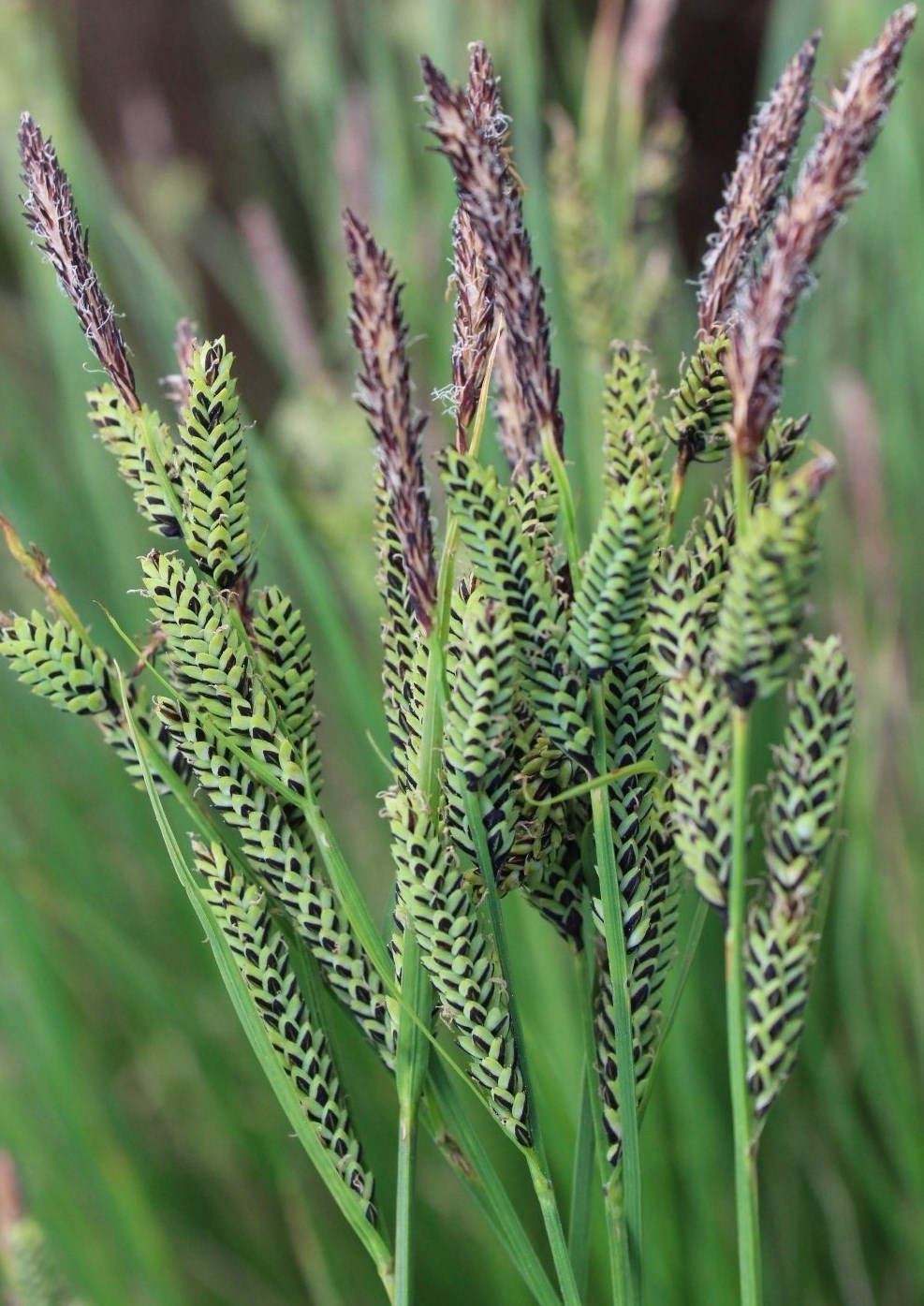 Изображение особи Carex juncella.