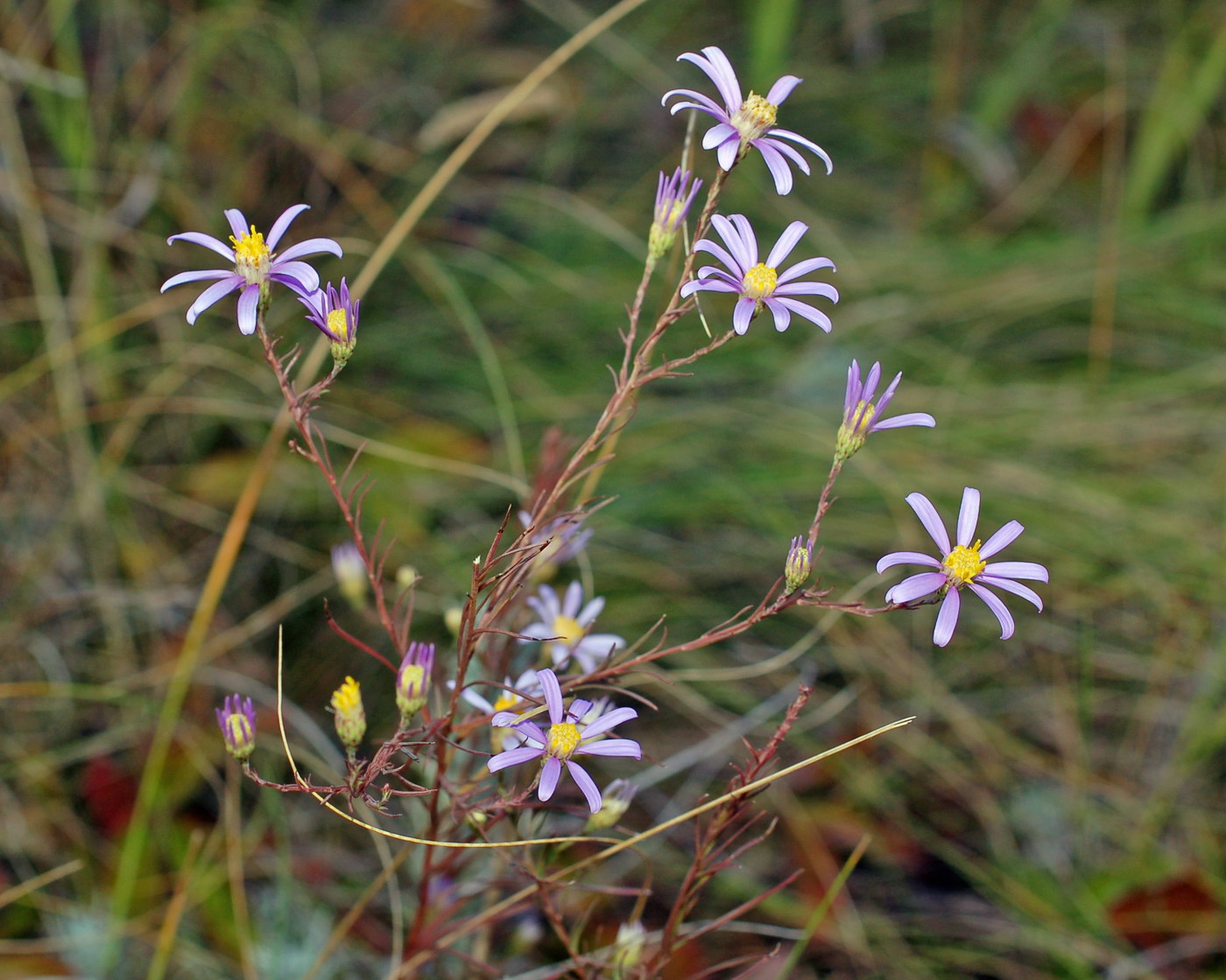 Image of Galatella angustissima specimen.