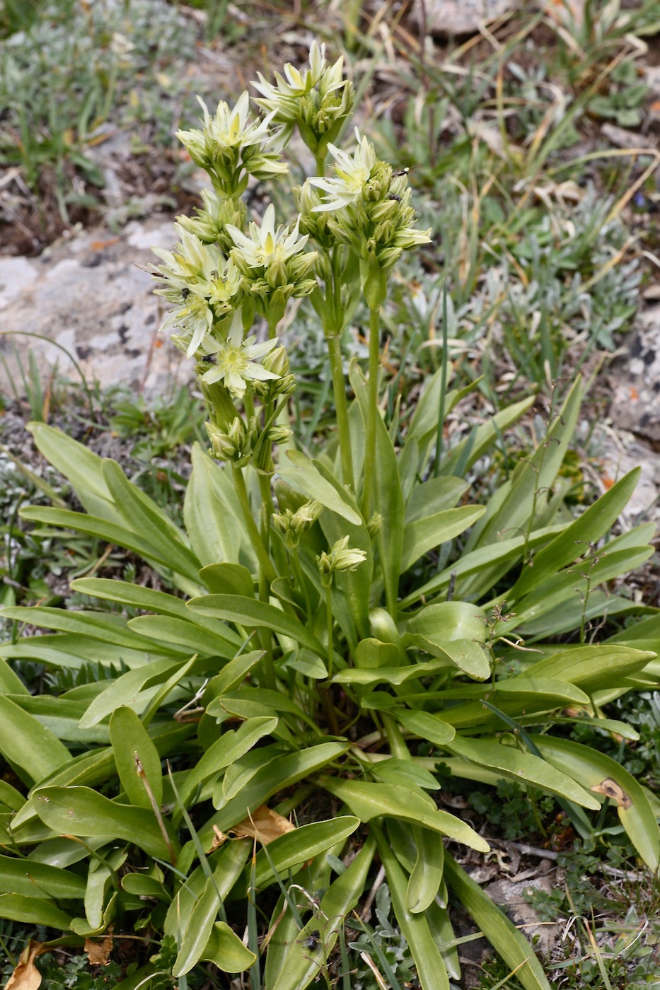 Image of Swertia marginata specimen.