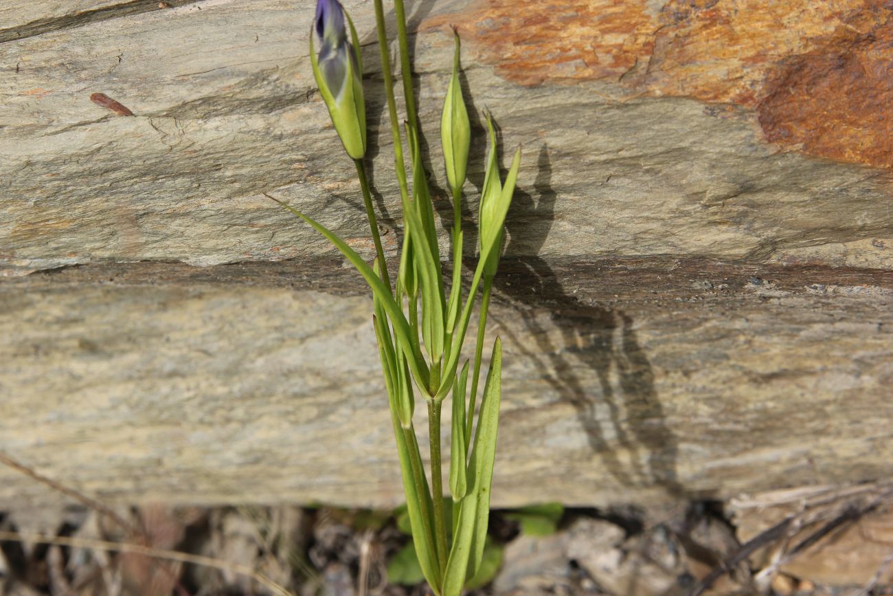 Image of Gentianopsis barbata specimen.