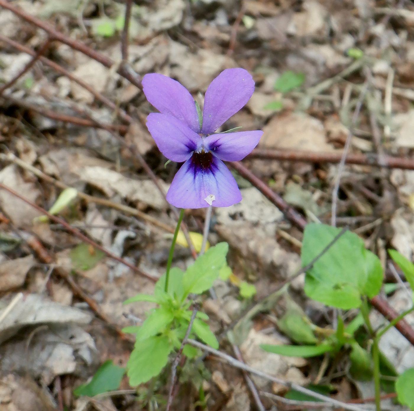 Изображение особи род Viola.