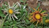 Gazania &times; hybrida