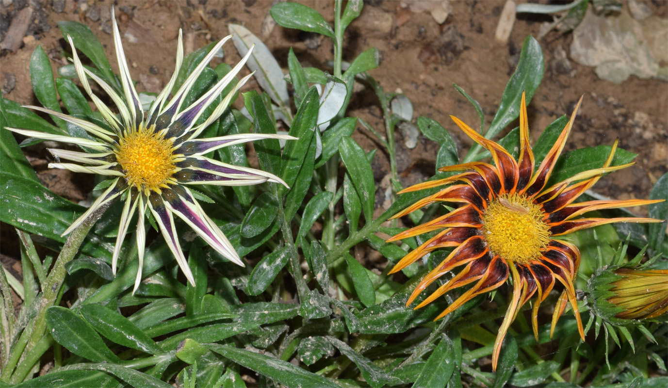 Image of Gazania &times; hybrida specimen.