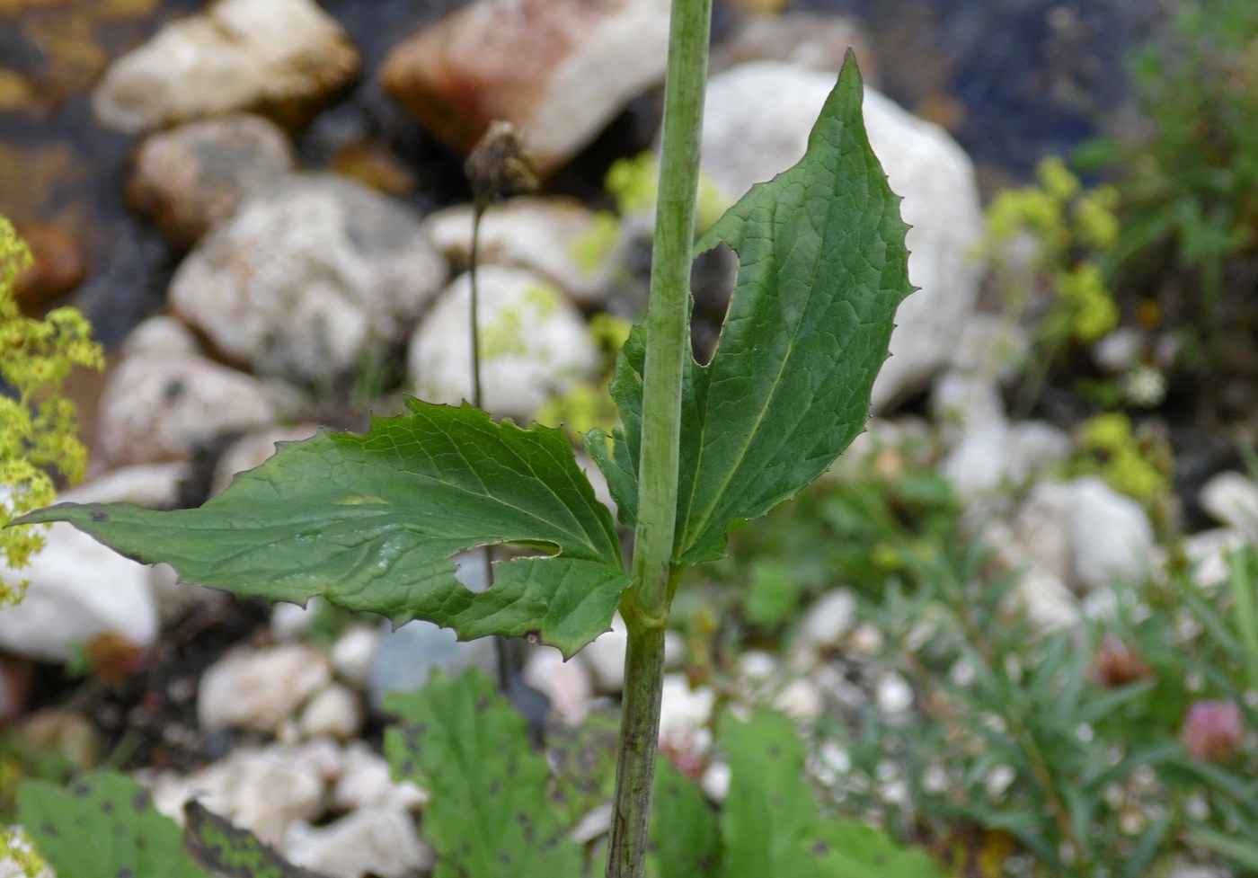 Image of Valeriana alliariifolia specimen.