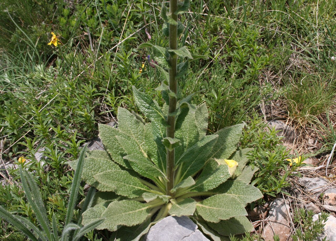 Image of Verbascum anisophyllum specimen.