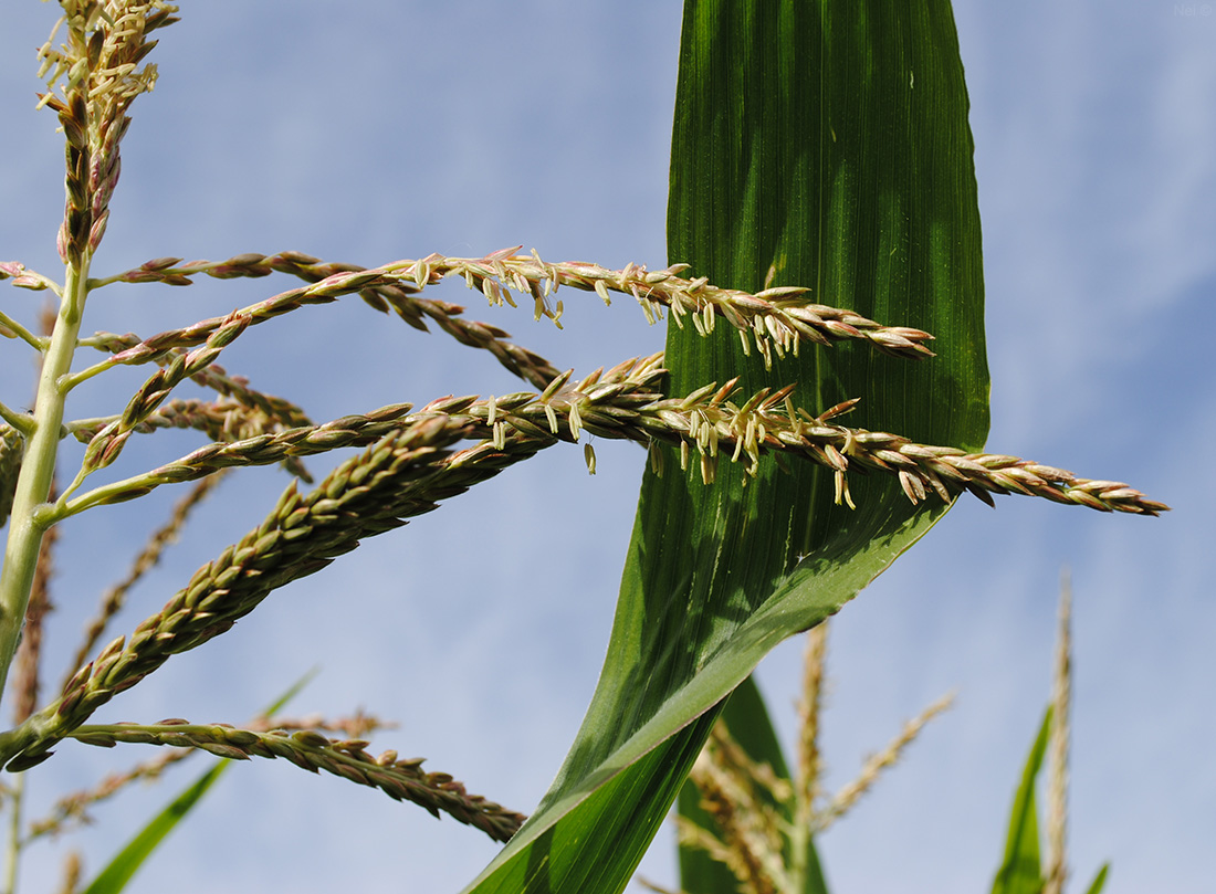 Image of Zea mays specimen.