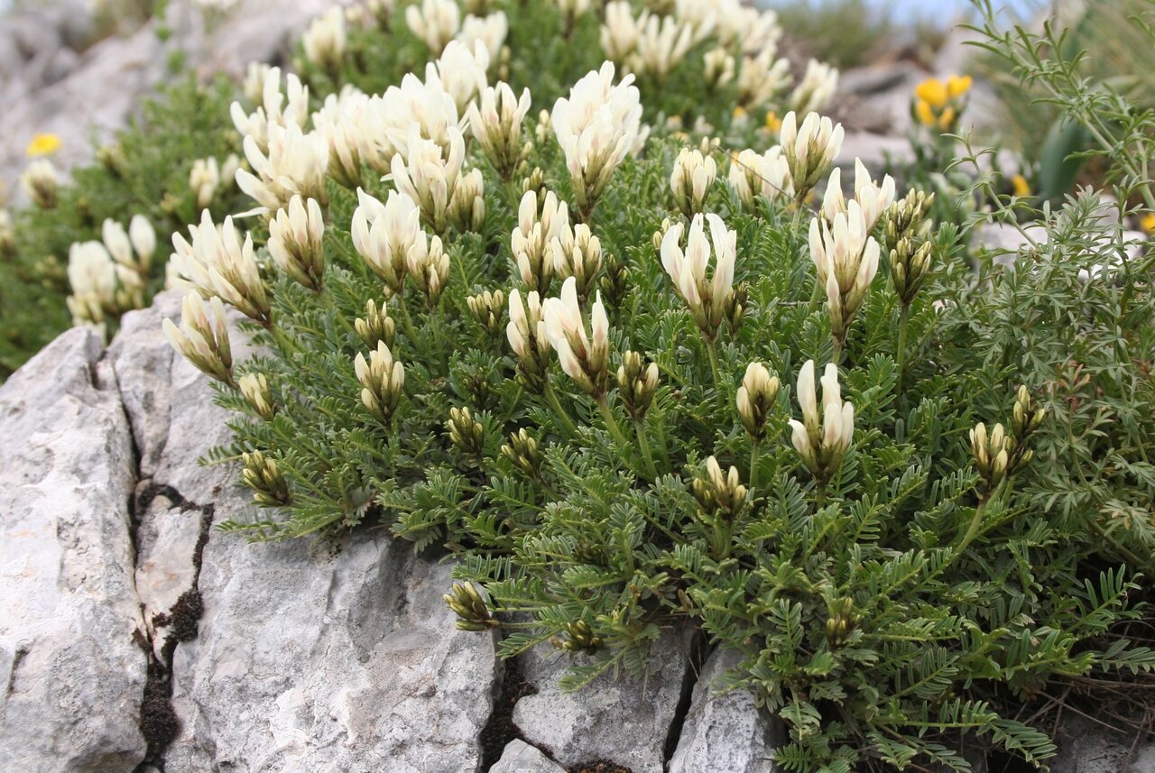 Изображение особи Astragalus angustifolius.