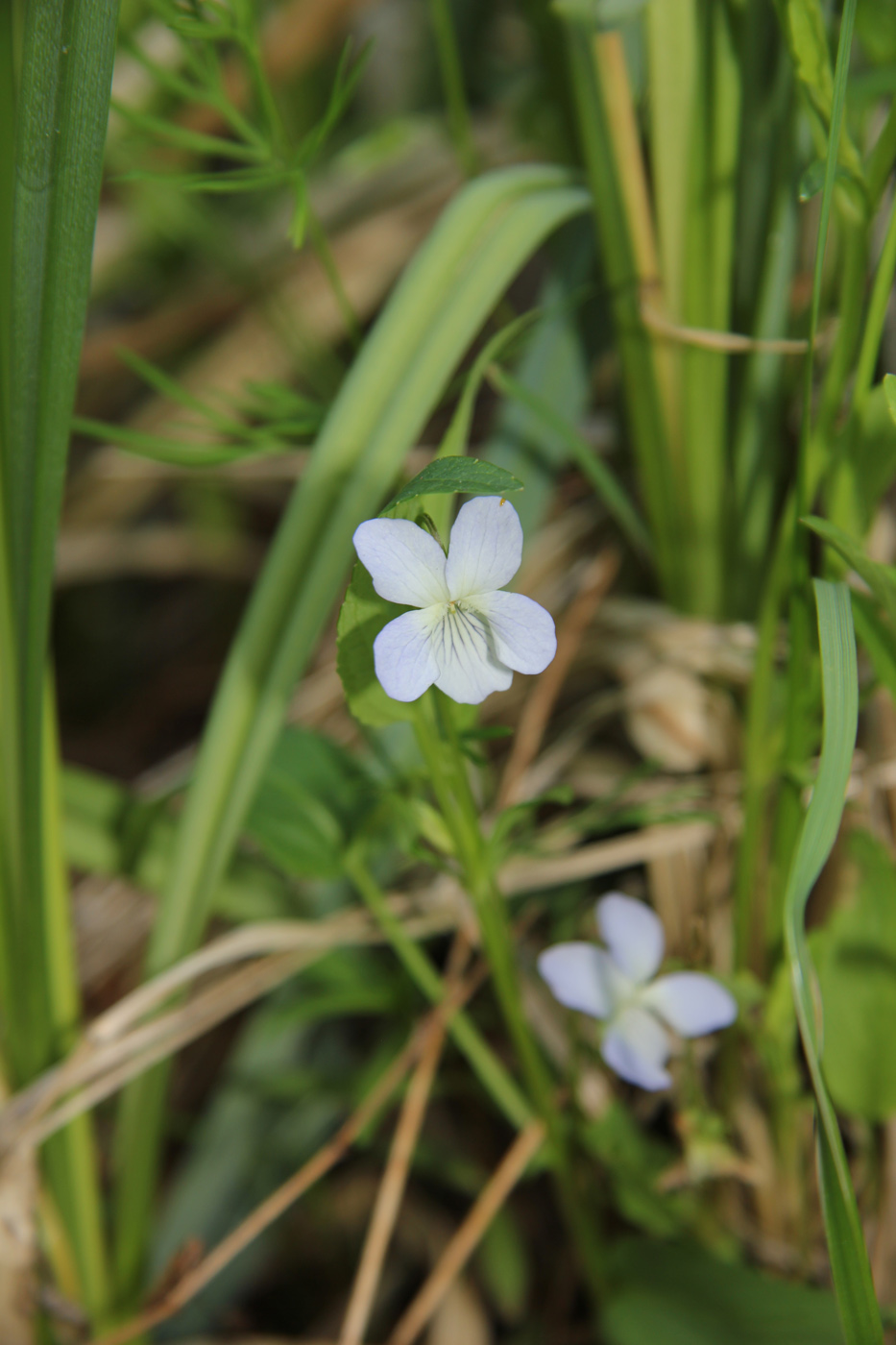 Image of genus Viola specimen.