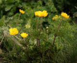 View full-size image Pulsatilla aurea