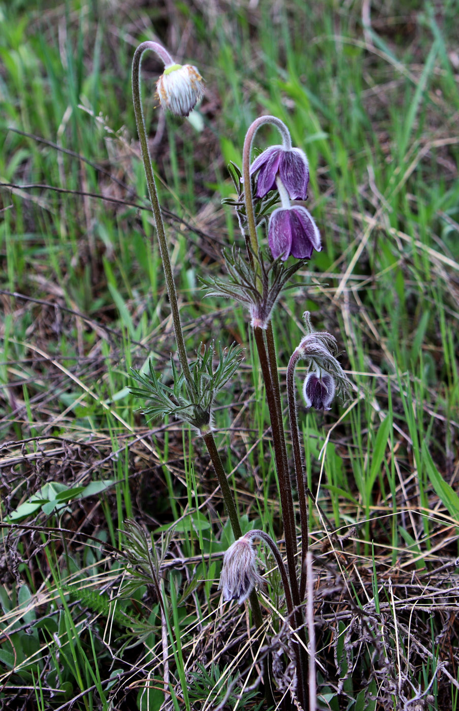 Изображение особи Pulsatilla pratensis.