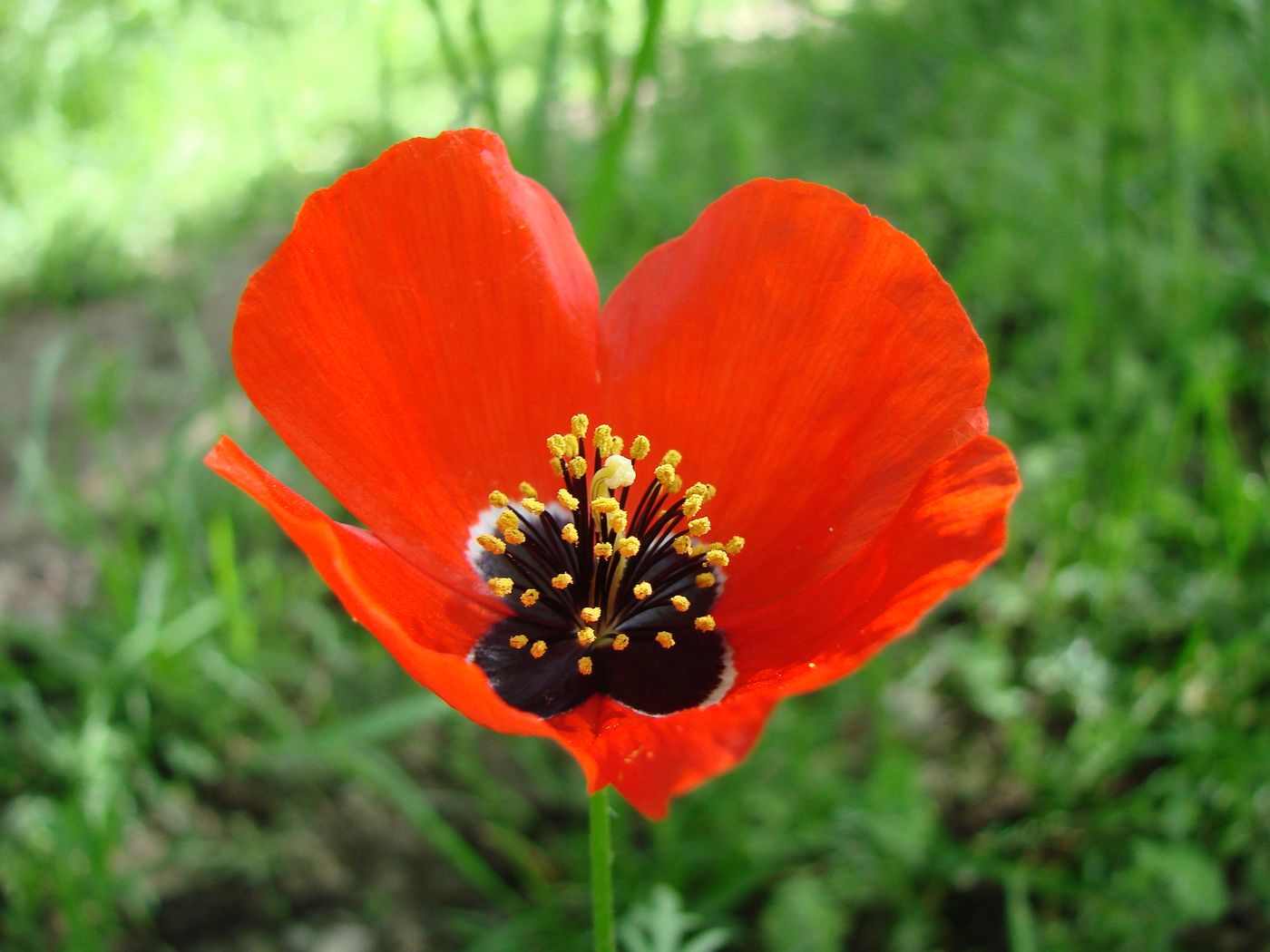 Image of Roemeria refracta specimen.