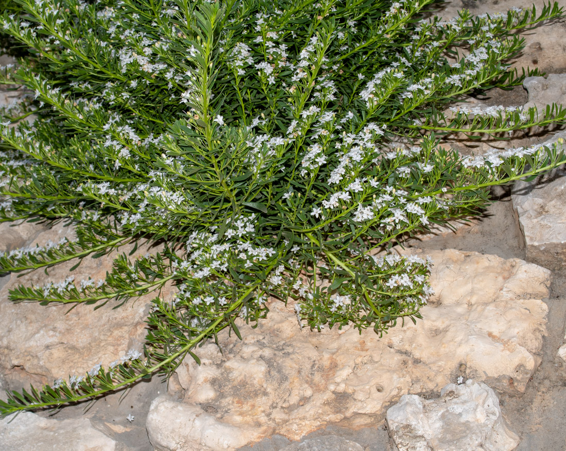 Image of Myoporum parvifolium specimen.