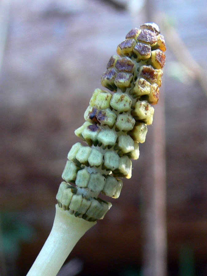 Image of Equisetum pratense specimen.