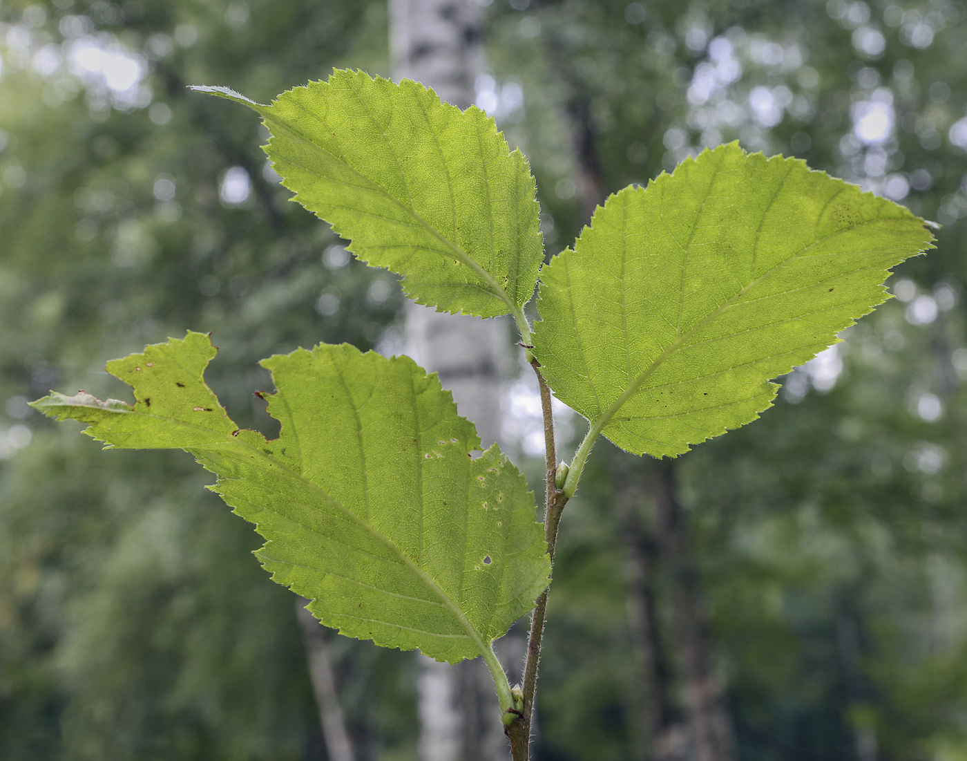 Изображение особи Betula medwediewii.