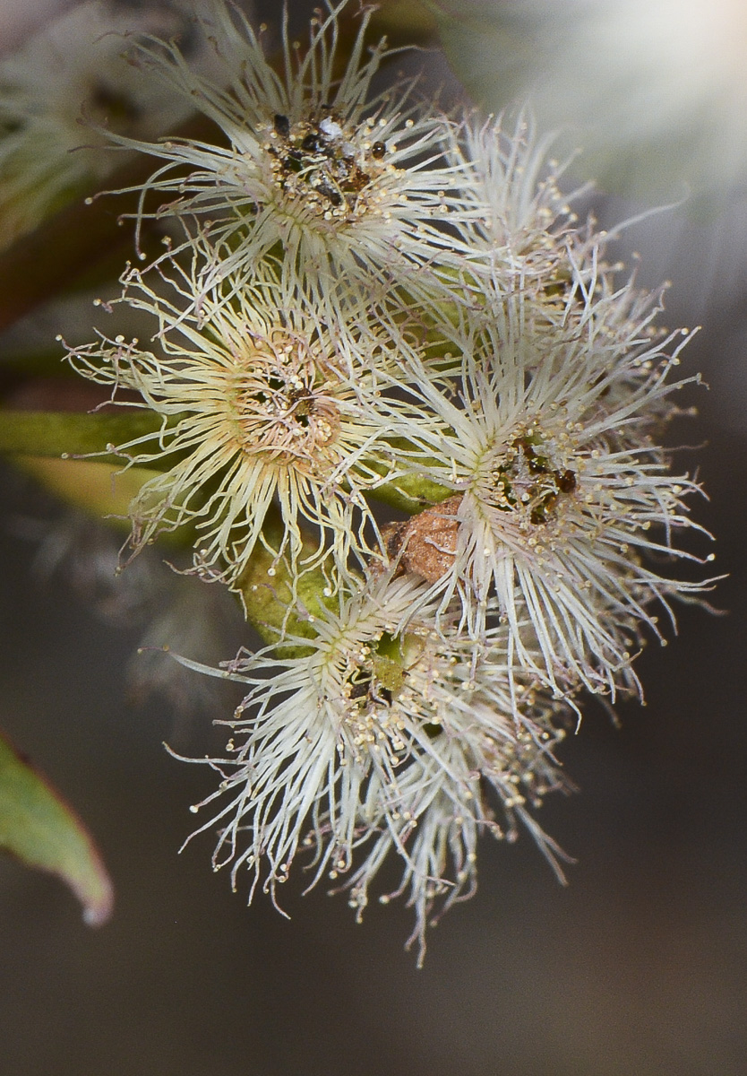 Image of genus Eucalyptus specimen.