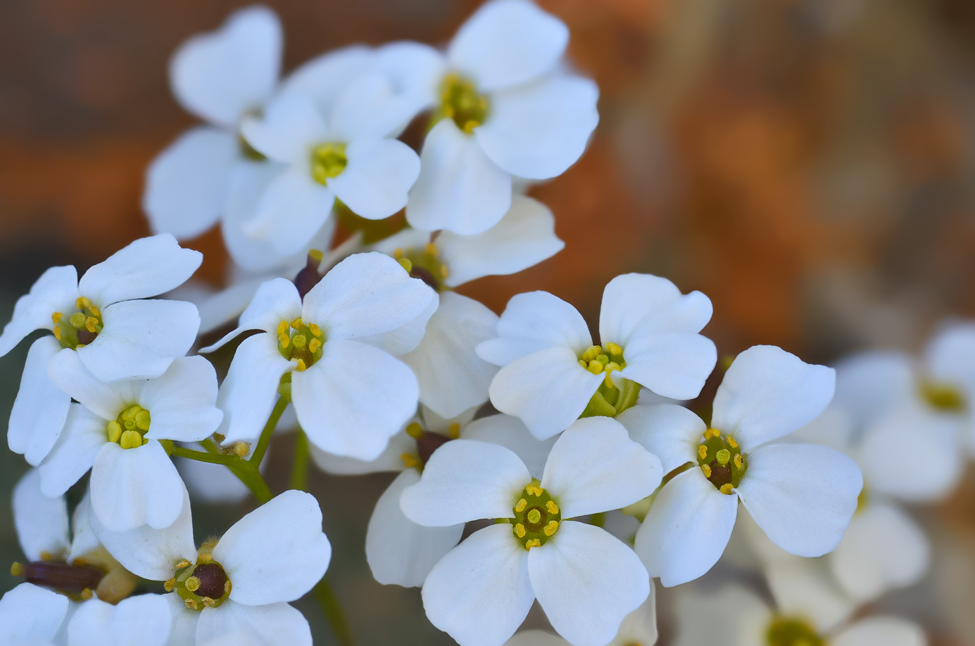 Изображение особи Draba ossetica.