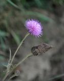 Cirsium maackii