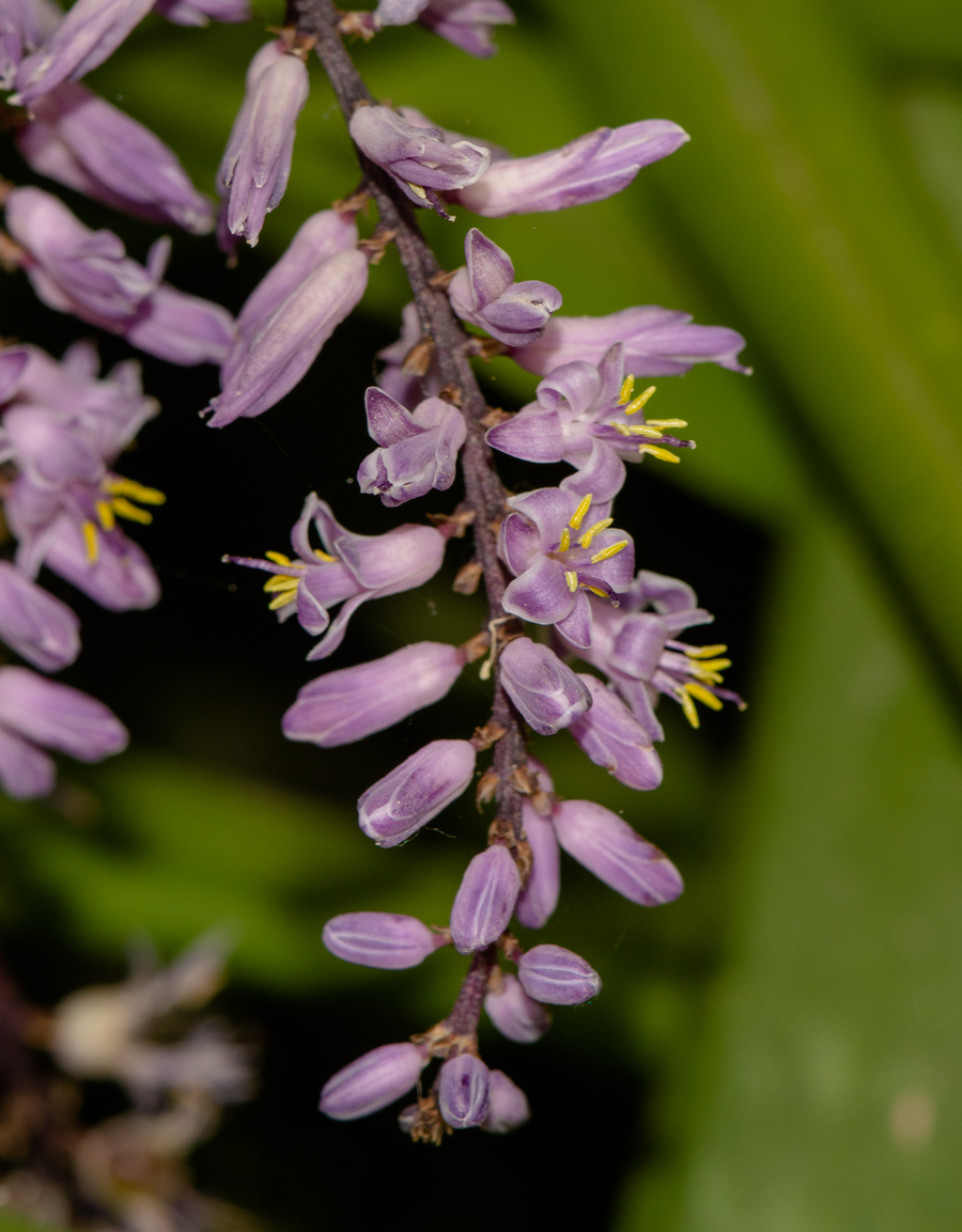 Image of Cordyline stricta specimen.