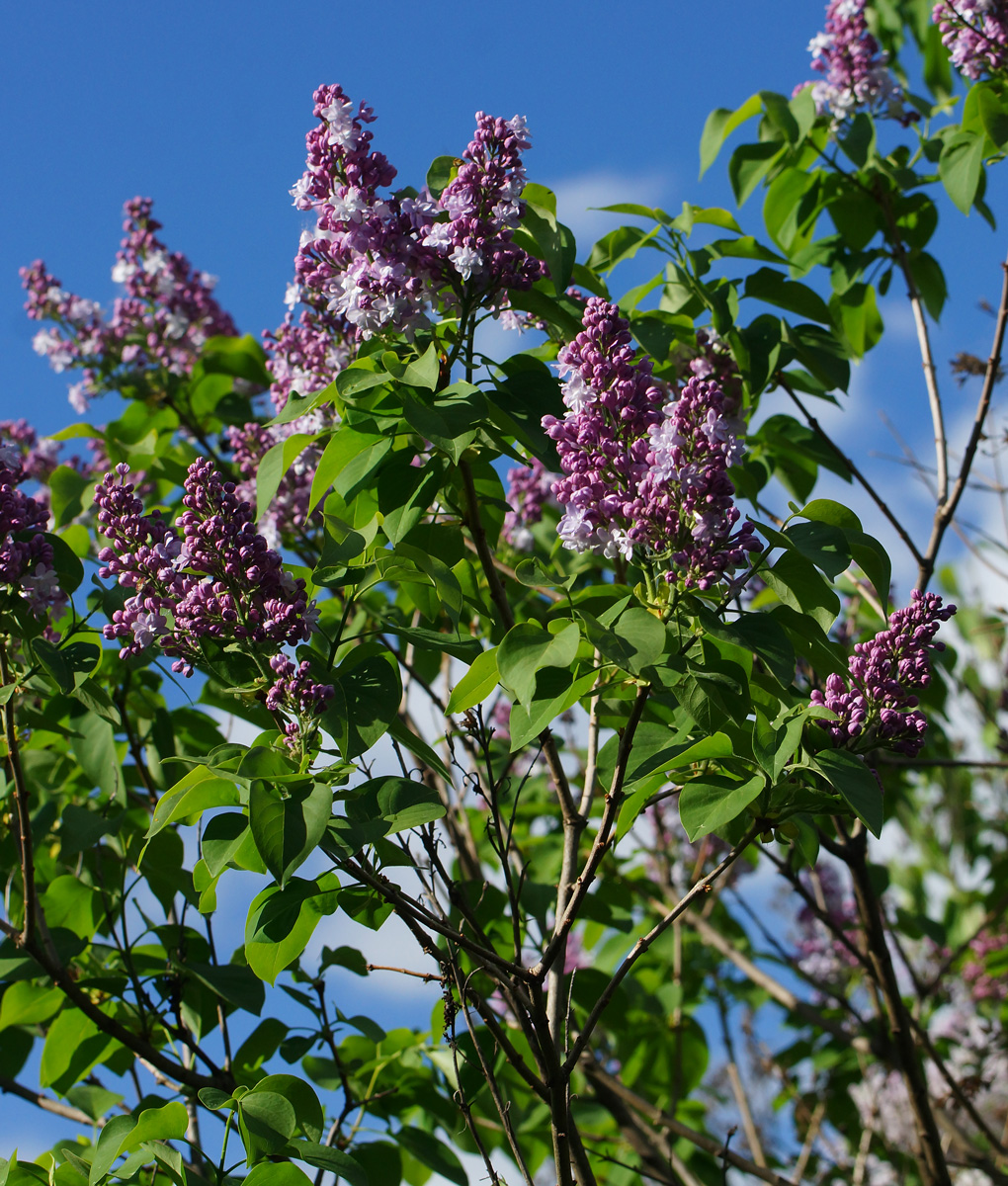 Изображение особи Syringa vulgaris.