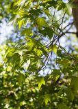 Acer serrulatum. Ветви взрослого дерева. Абхазия, г. Сухум, Сухумский ботанический сад, в культуре. 14.05.2021.