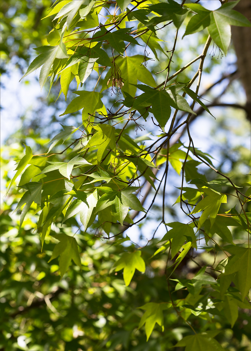 Изображение особи Acer serrulatum.