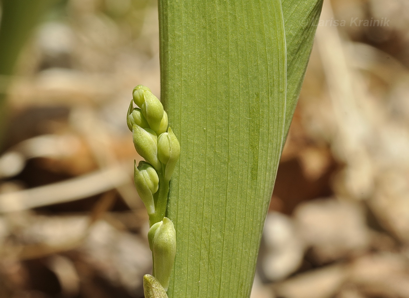 Image of Convallaria keiskei specimen.