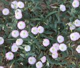 Convolvulus arvensis