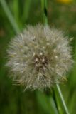 Смотреть изображение Hypochaeris radicata